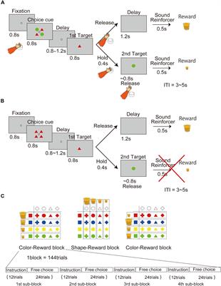 Neuronal Representation of Object Choice in the Striatum of the Monkey